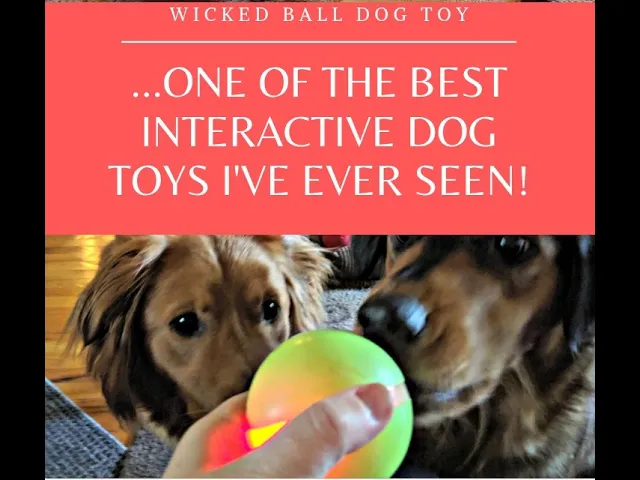 'Video thumbnail for Interactive Dog Toy - The Wicked Dog Ball Is Fully Automatic'