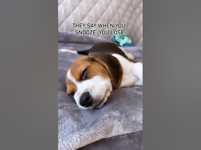 'Video thumbnail for #dog #beagle #puppy #beaglepup #beagledog #cute #beagleboy #pets #funny #funnydog #puppylife'