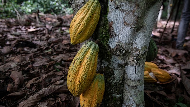 'Video thumbnail for Sao Tomé and Principé: UN Experts help protect cocoa plantations'