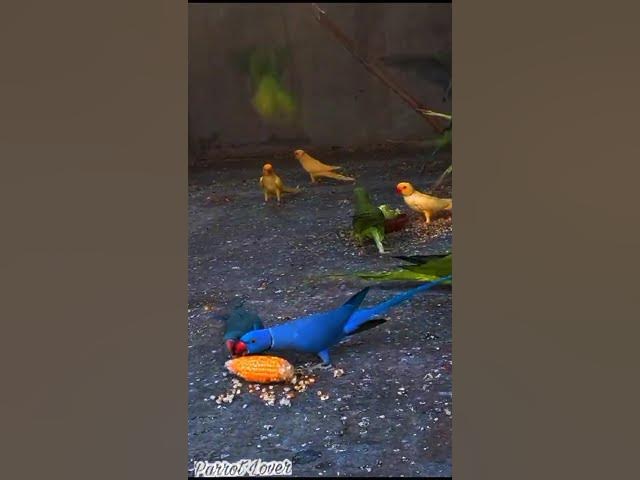 Video thumbnail for yellow green blue rirgnick