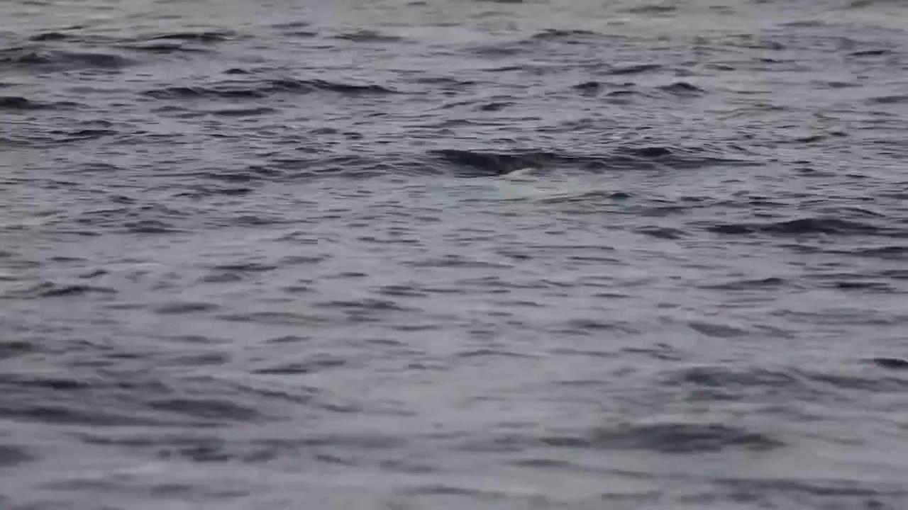 Video thumbnail for Japan: White Killer Whale Filmed off Rausu, Hokkaido in Rare Encounter.