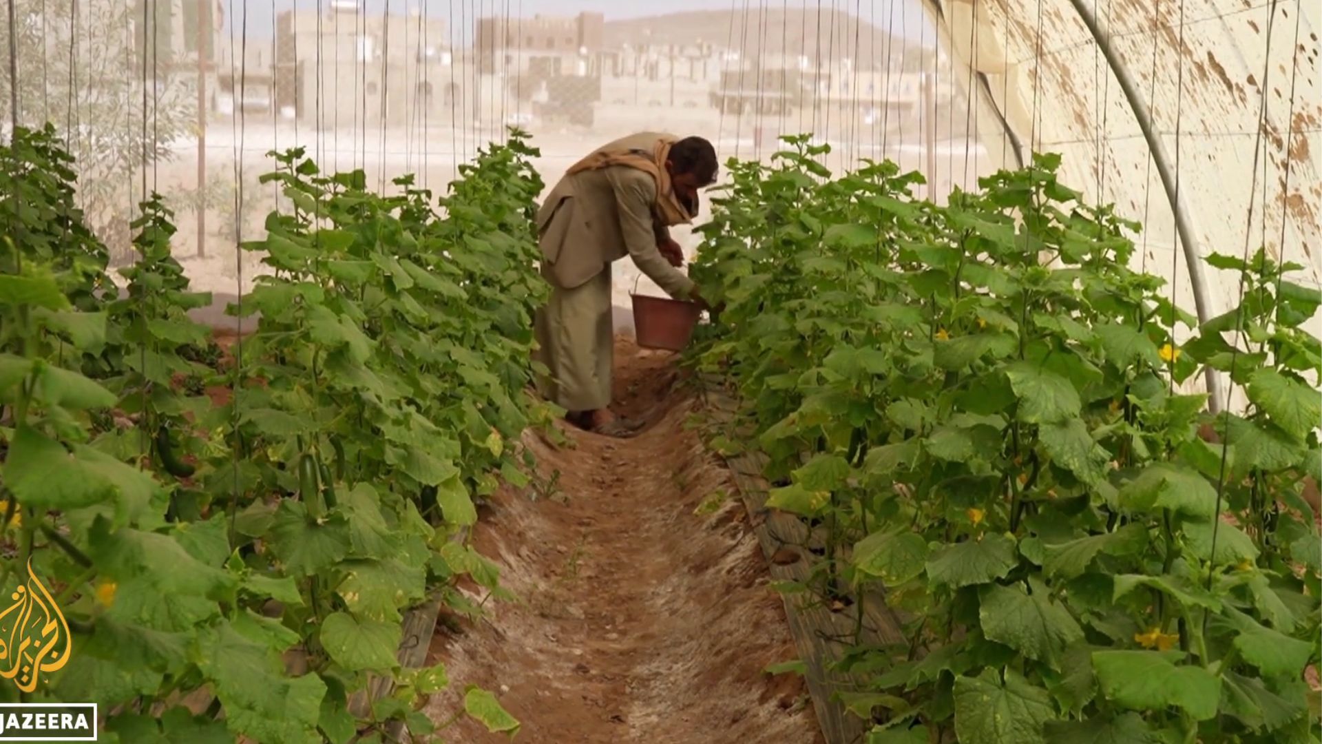Video thumbnail for Yemen's agricultural revival: Conflict and sanctions bring more workers to sector