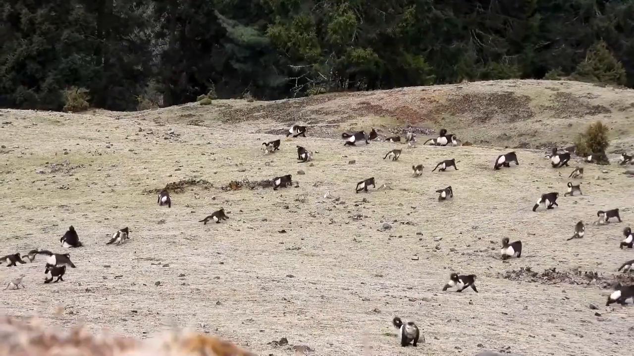 Video thumbnail for China: Yunnan snub-nosed monkeys make rare group migration in southwest China.