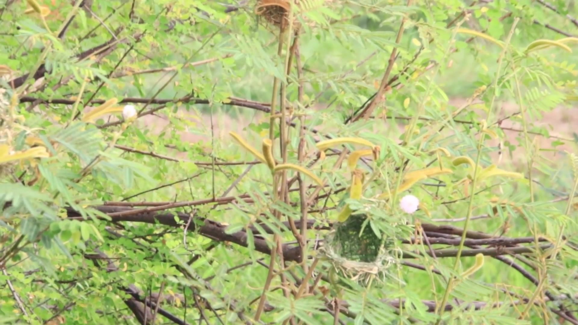'Video thumbnail for The best bird made by grass,  golden bird made on fields'