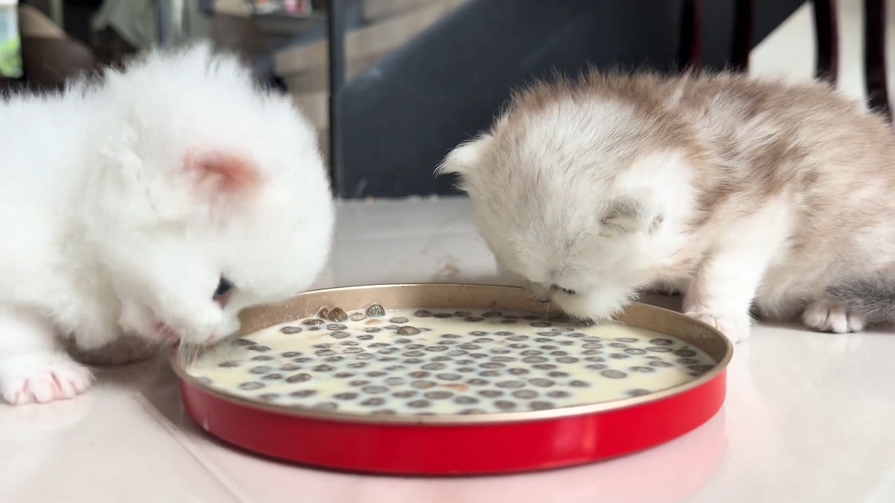 Video thumbnail for Kittens Lift Their Food Bowl by Accident!