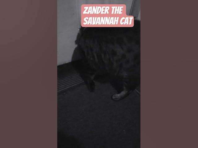 Video thumbnail for Savannah cat Zander saying hello