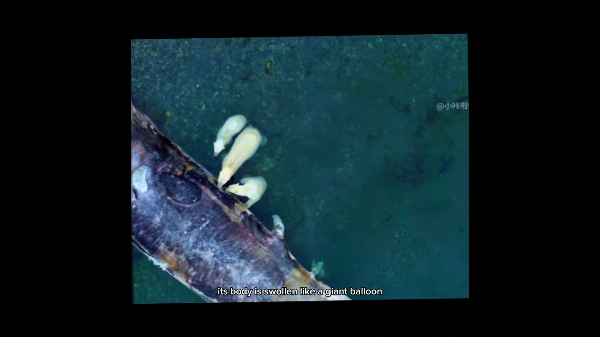 Video thumbnail for The exploding dead whales