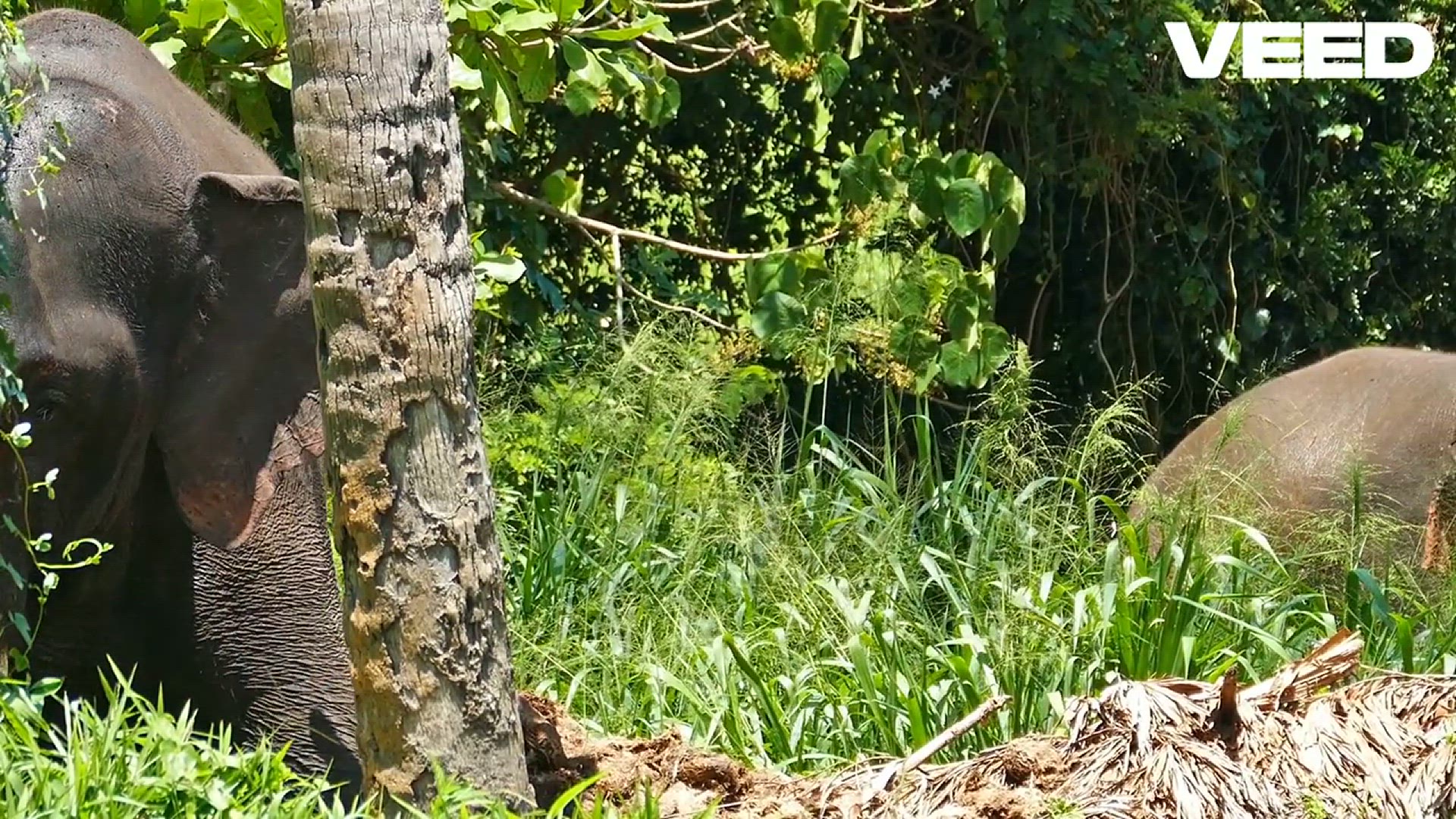 Video thumbnail for Discover the Majestic World of Elephants