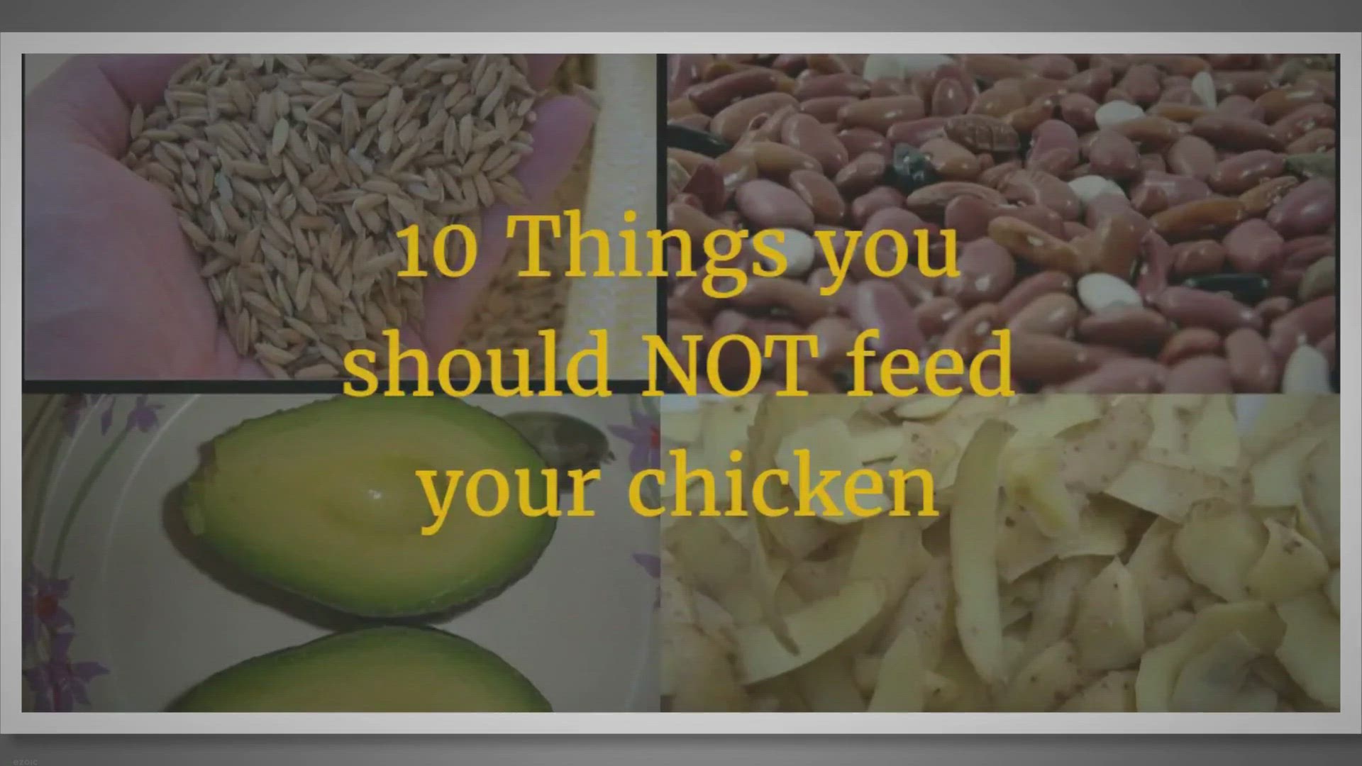 Video thumbnail for 10 Things you should NOT feed your chicken