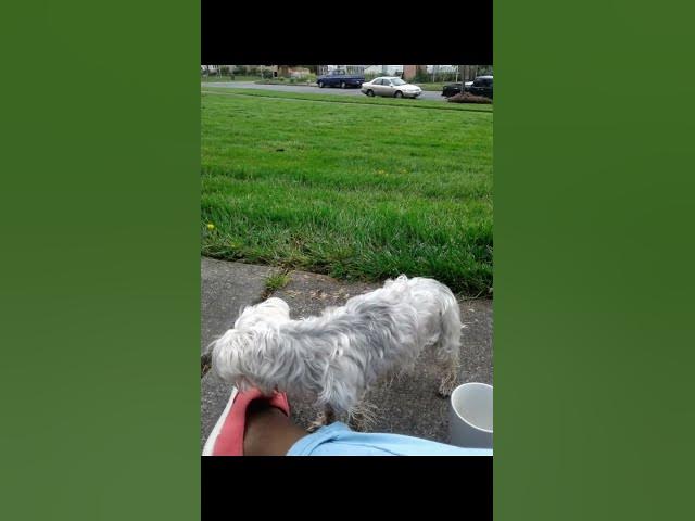 Video thumbnail for London Hinton my service animal