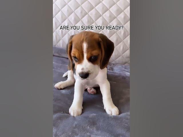 'Video thumbnail for #beagle #beaglelife #dog #puppy #beagleworld #doglife #doglover #funny #pets #beaglepuppy #funnydog'