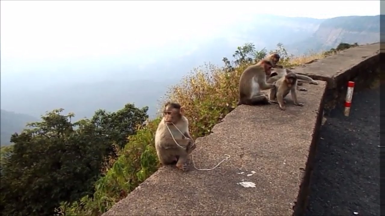 'Video thumbnail for Monkey in Amboli Hill station.'