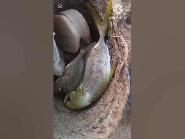 Video thumbnail for hamliya Ornachi hut behtareen shikaar #fishing #safanafishing #hiphopmusic #fish #music