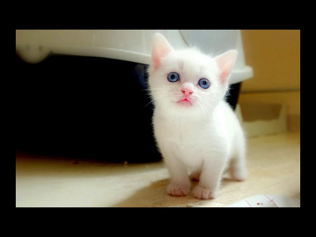 Video thumbnail for Beraler Janmadine - Sajjal Dutta