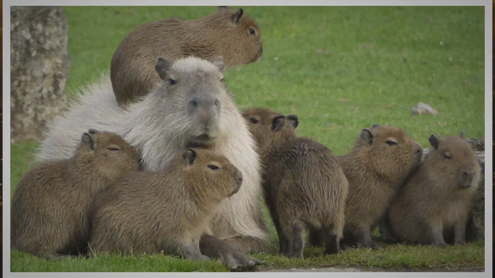 Video thumbnail for Why Are Capybaras So Friendly?