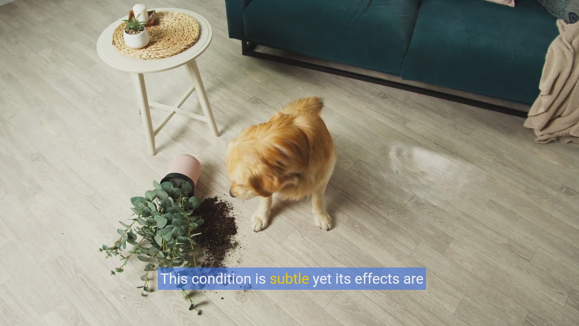 'Video thumbnail for Unlock Your Dog's Genius: The Magic of Puzzle Toys'