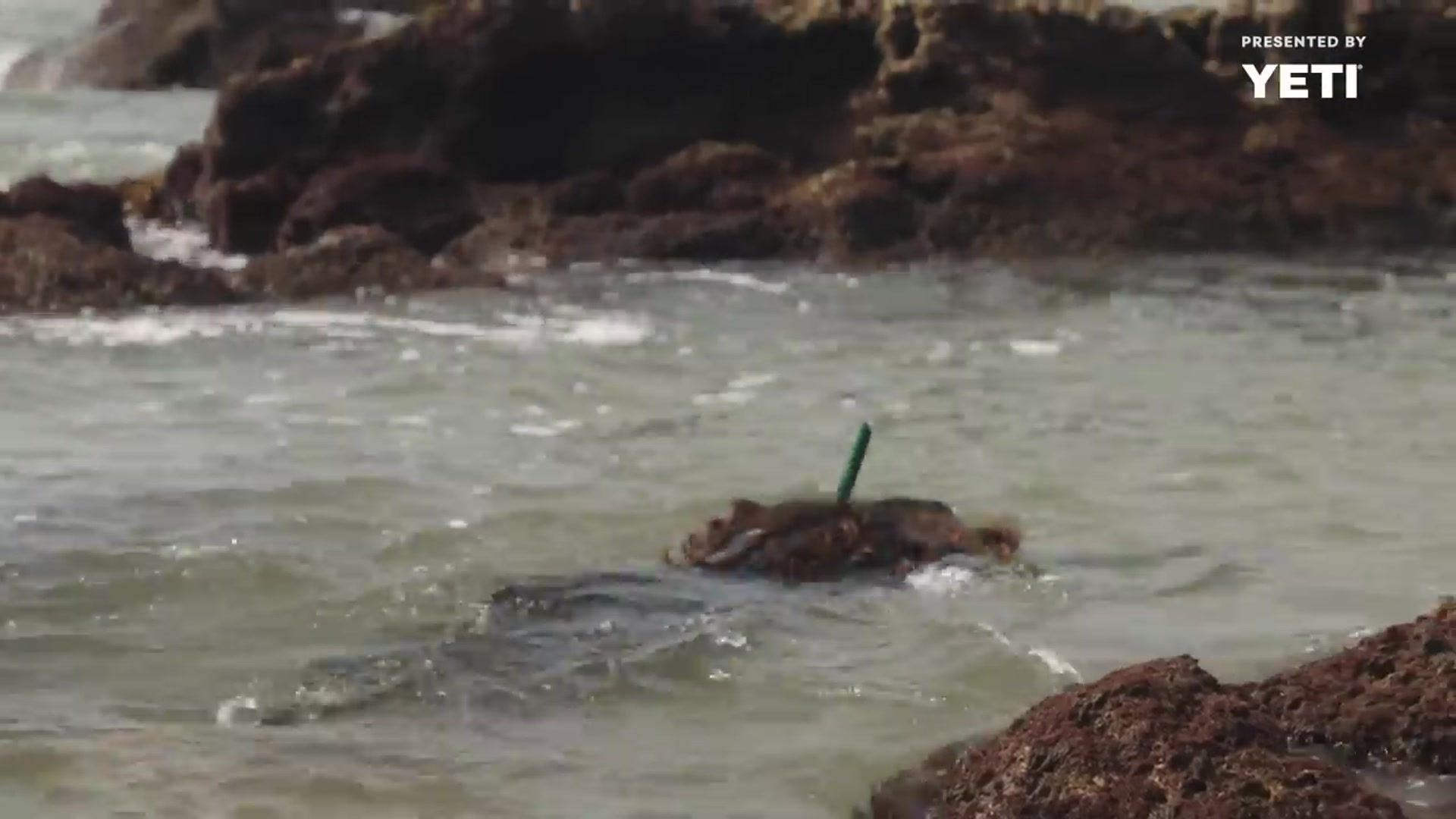 Video thumbnail for How Seaweed Made Its Way Into Fine Dining Vendors(720P HD)