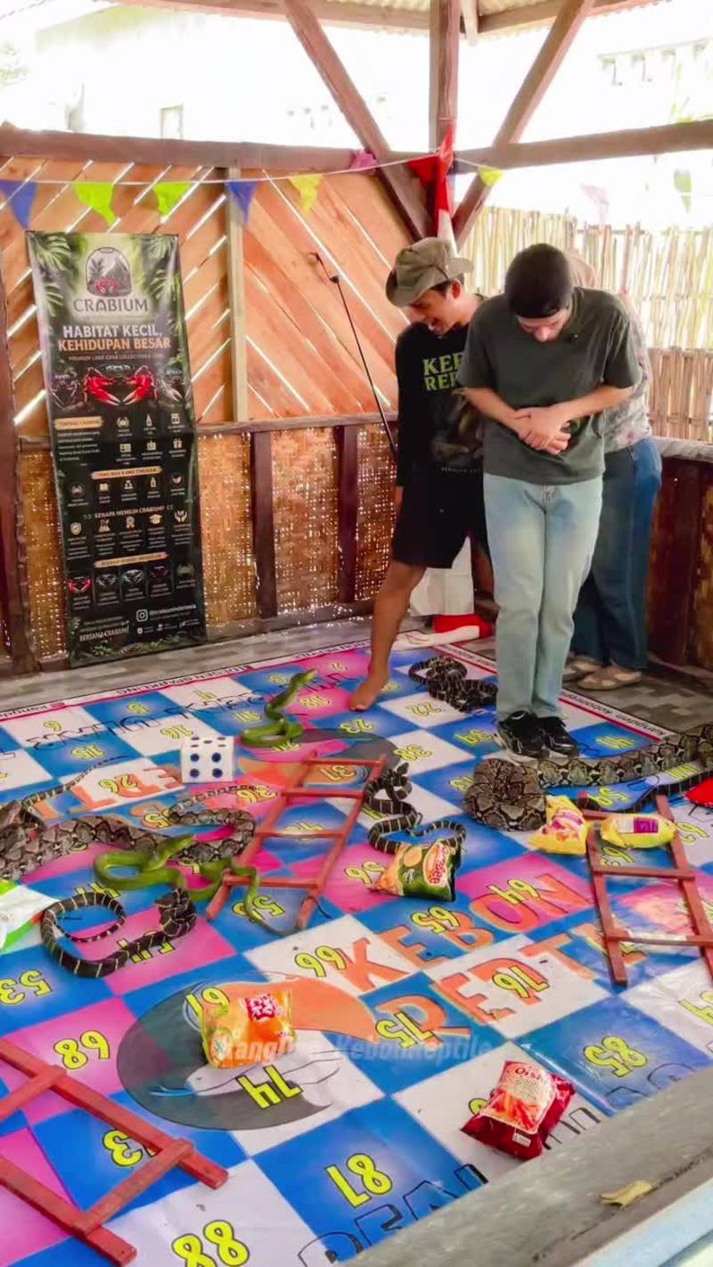 Video thumbnail for Real Life Snakes and Ladders with Live Pythons