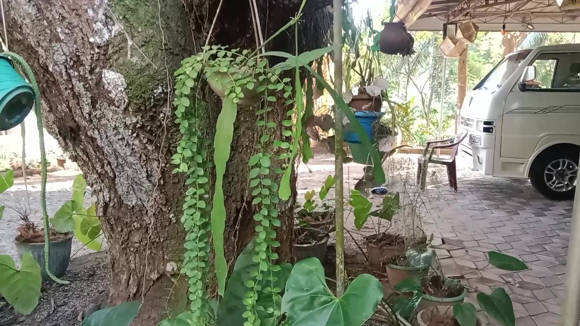 Video thumbnail for Hanging plants ( string of pearls )