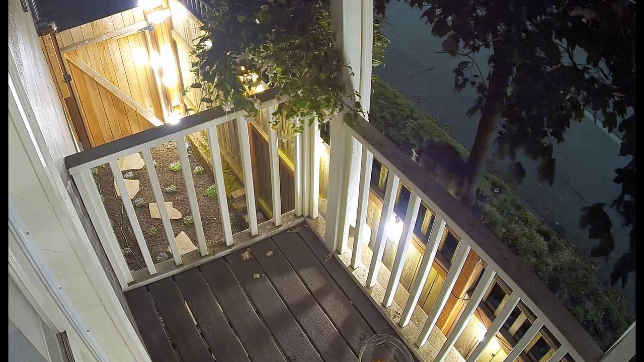 Video thumbnail for Jimothy the Famous Raccoon With Short Spine Syndrome Spotted on Seattle Balcony