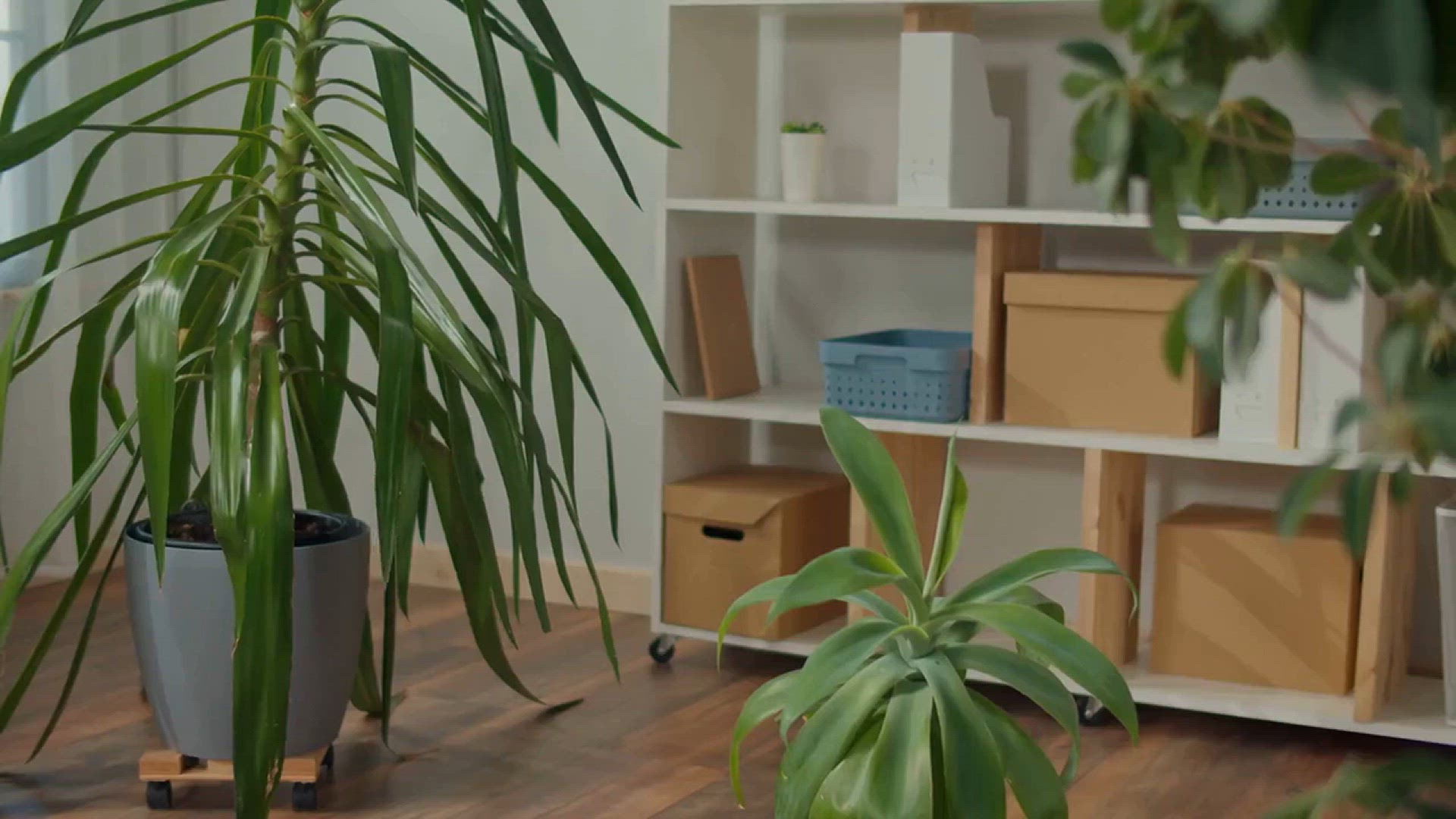 Video thumbnail for Easy Houseplants for Beginners – Low-Maintenance & Beautiful!