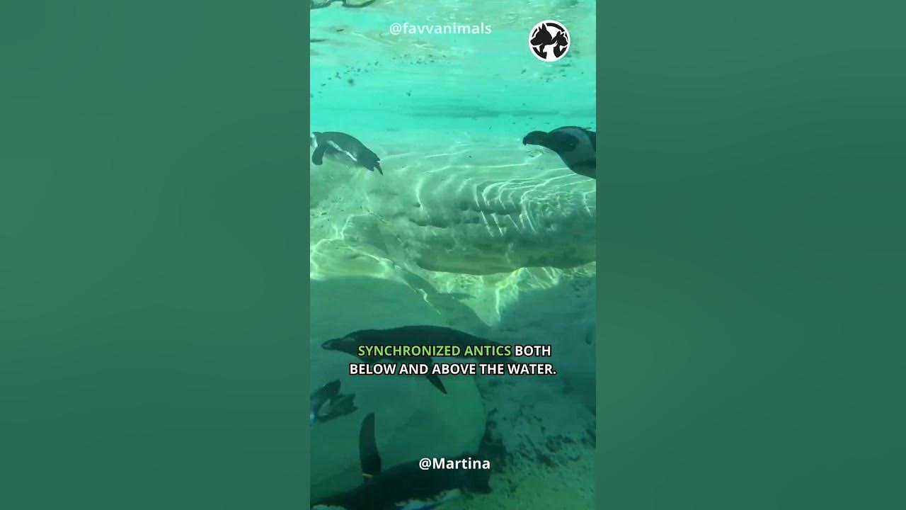 Video thumbnail for Penguin Ballet: The Art of Synchronized Aquatic Dance #shorts #short