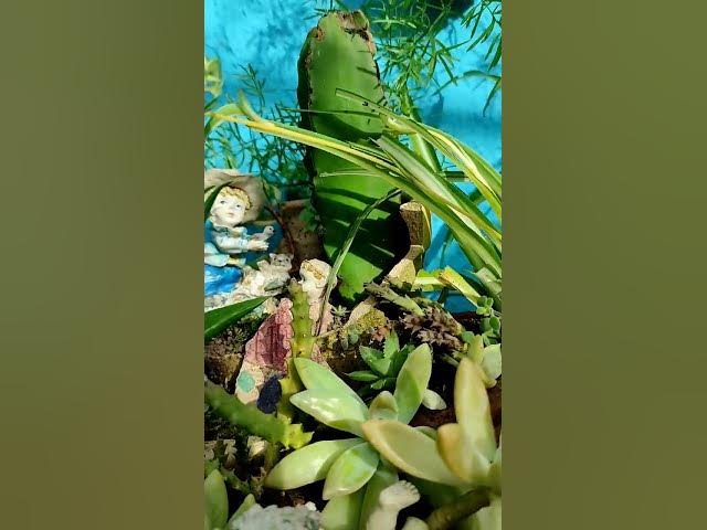 Video thumbnail for Mini jardim