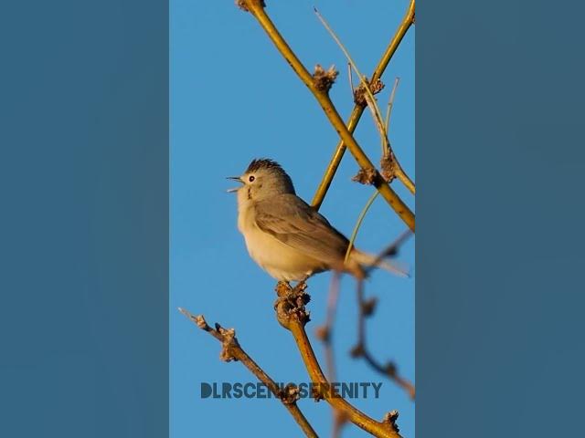 Video thumbnail for Lucy's warbler