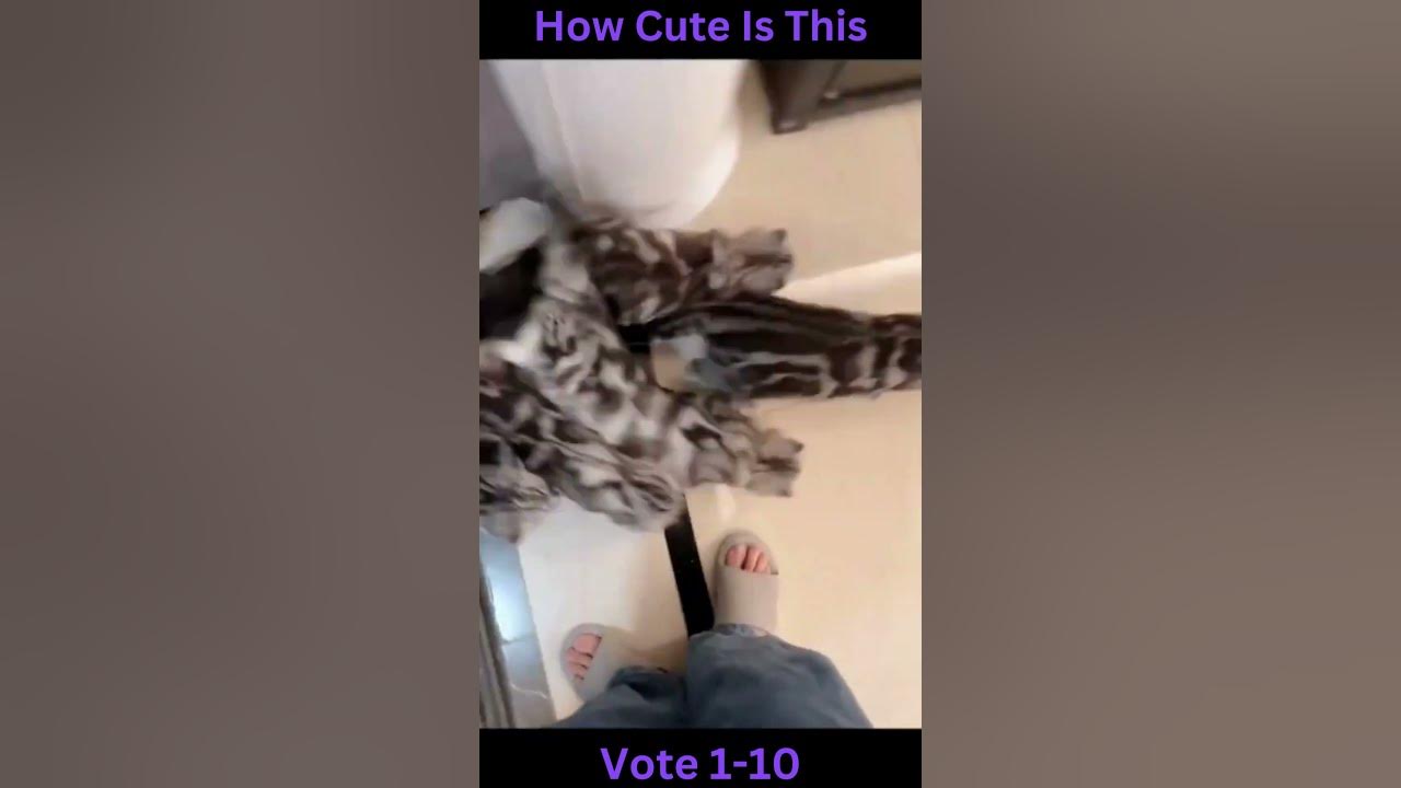 Video thumbnail for #shorts funny cat memes