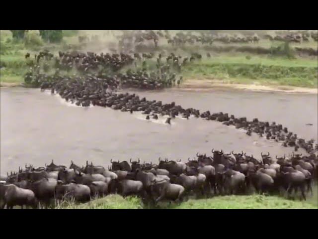 Video thumbnail for Wildebeest Migration in Kenya - Crossing the Mara River
