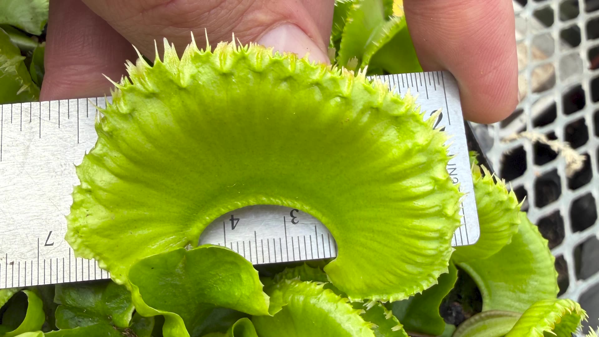 Video thumbnail for Largest trap on a Venus flytrap