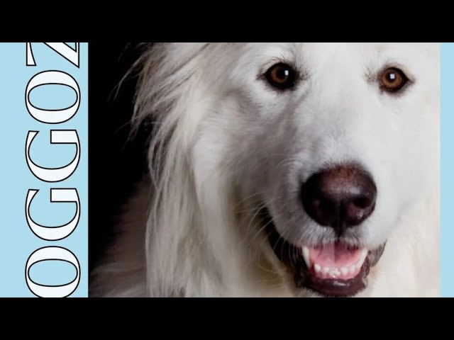 'Video thumbnail for The Mind of a Dog: Look into Their Thoughts and Behavior by Doggozila Magazine'