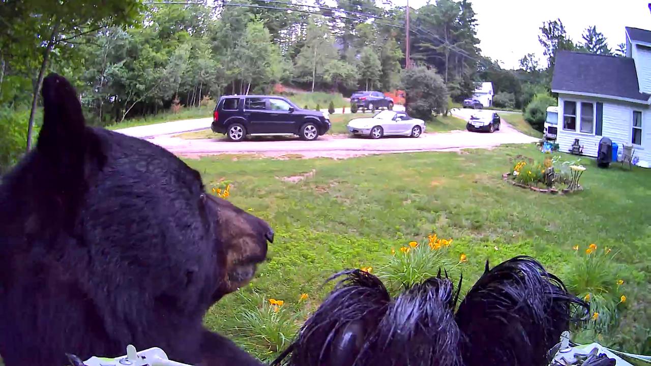 Video thumbnail for Breakfast Bear Visit