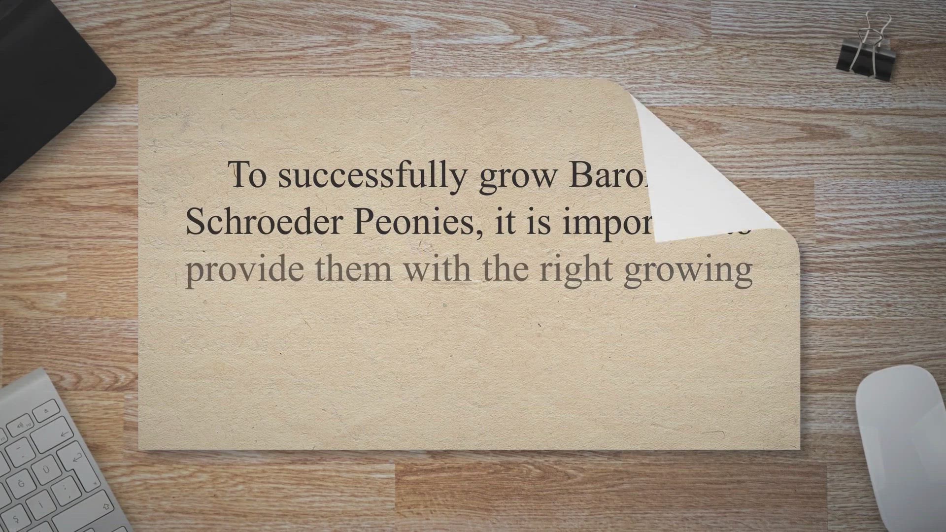 Video thumbnail for Baroness Schroeder Peony: Aristocratic Elegance Unfurled