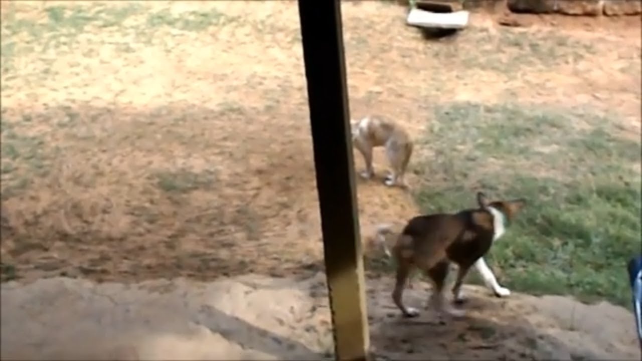 'Video thumbnail for Dogs play &cats fight/Dog & cat plying /'