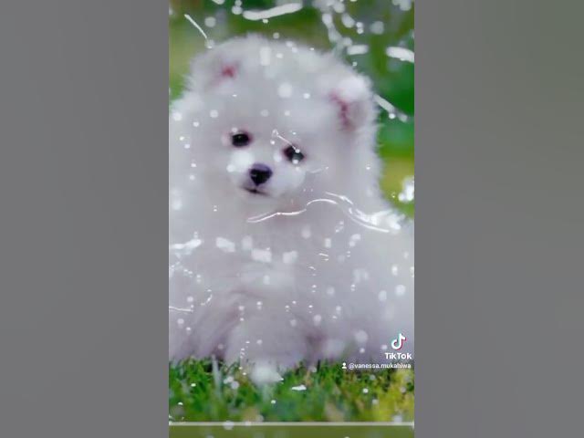 Video thumbnail for Awe cute little puppy