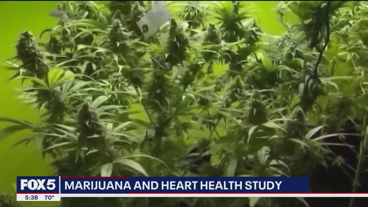 Video thumbnail for Study shows marijuana is linked to vascular health decline