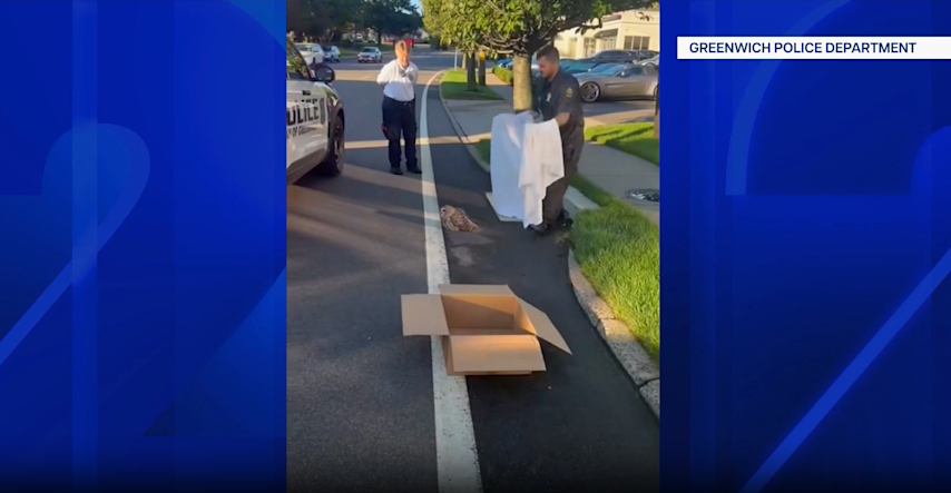 Video thumbnail for Greenwich police officers rescue injured owl on the side of the road