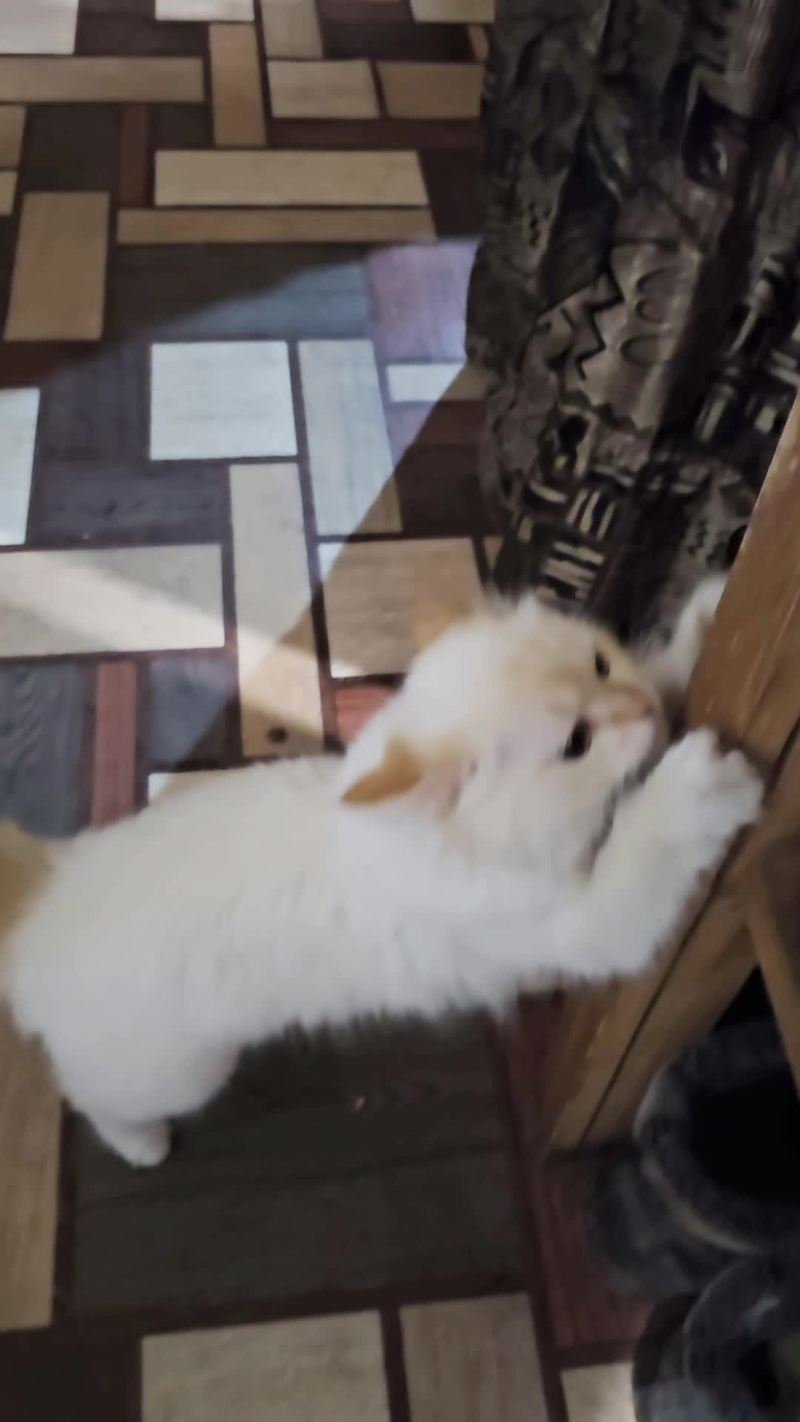 Video thumbnail for Gentle Dog Meeting a Newborn Kitten on the Couch