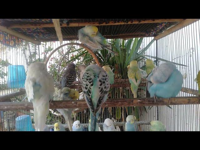 Video thumbnail for Naturlig nordisk fuglefred uden stress 🍃🕊️ #stressfri #petvideo