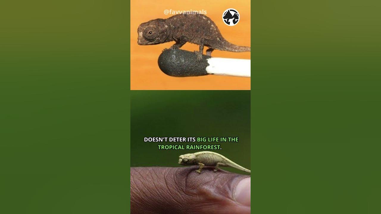 Video thumbnail for Tiny Titans: Unveiling the World's Smallest Chameleon #shortvideo #shorts