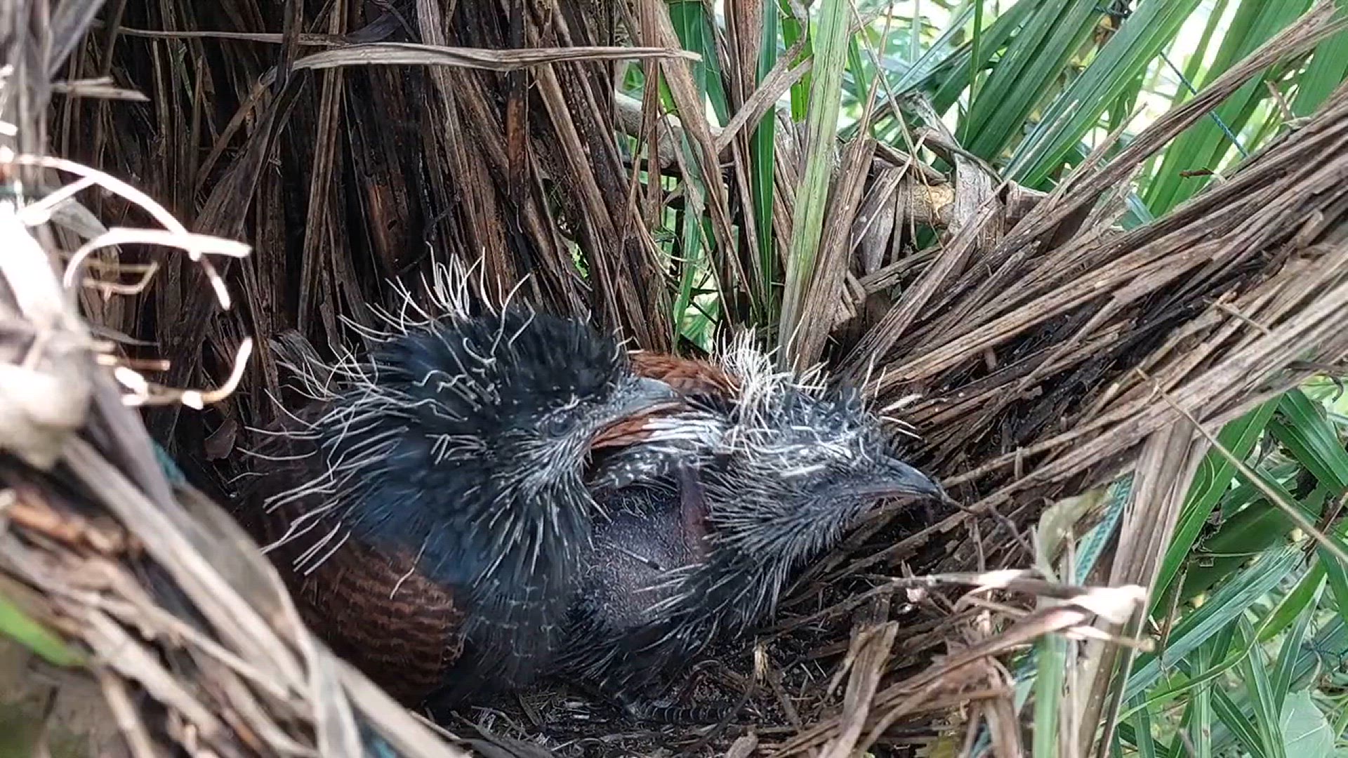 Video thumbnail for 2 SOSOK CALON PENGUASA DUNIA BURUNG BUBUT PREDATOR