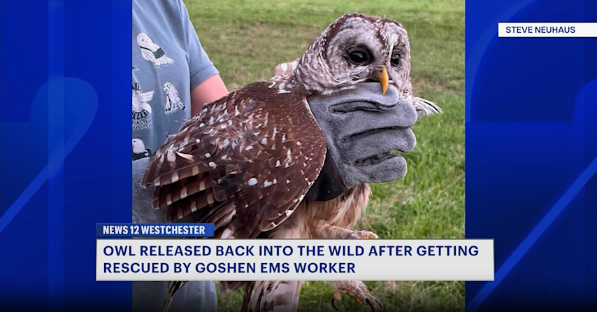 Video thumbnail for Owl rescued by Goshen first responder, released back into wild