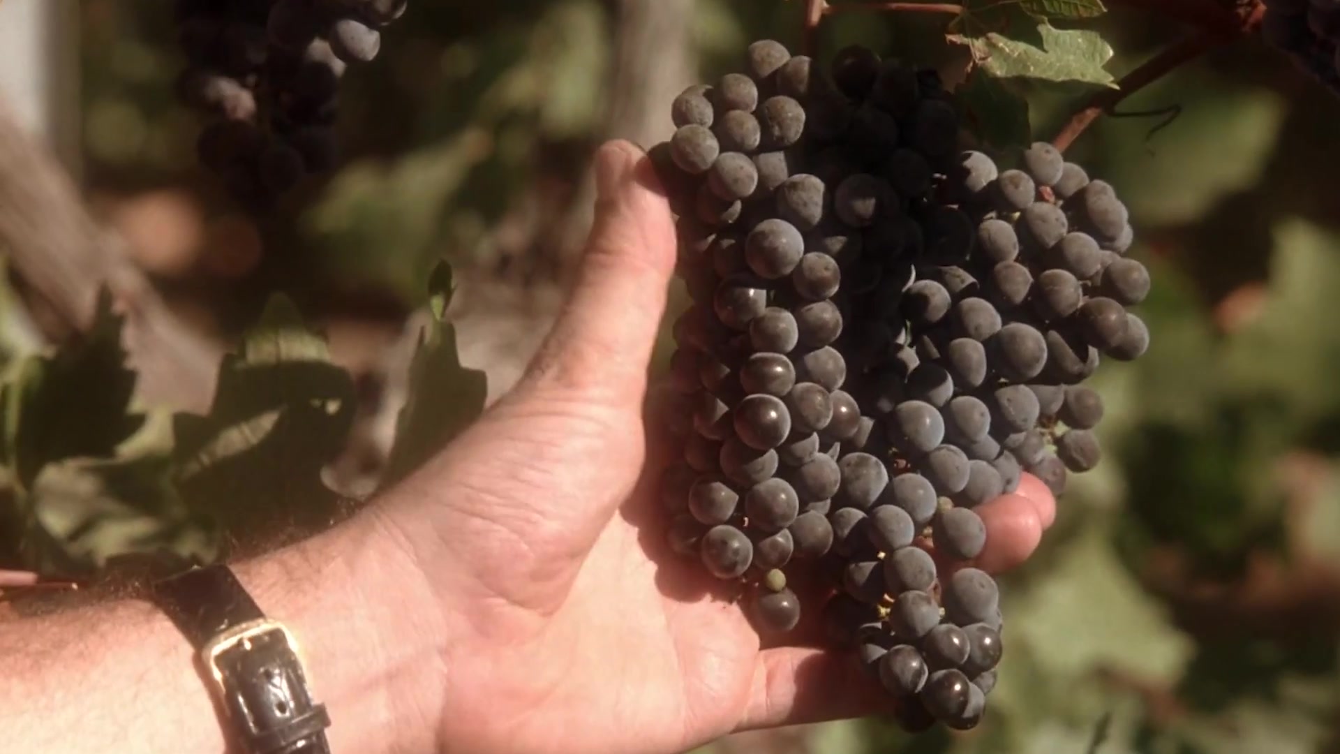 Video thumbnail for Here's How Many Grapes It Takes To Make One Bottle Of Wine (It's A Lot)