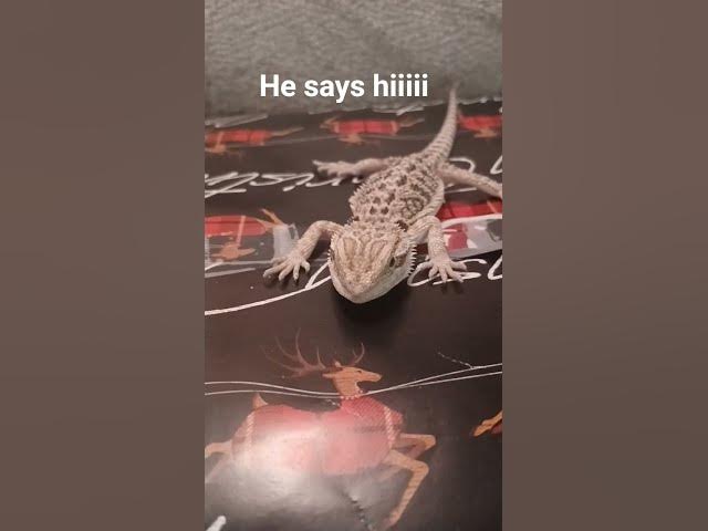 Video thumbnail for #coversong lizard fun 😁