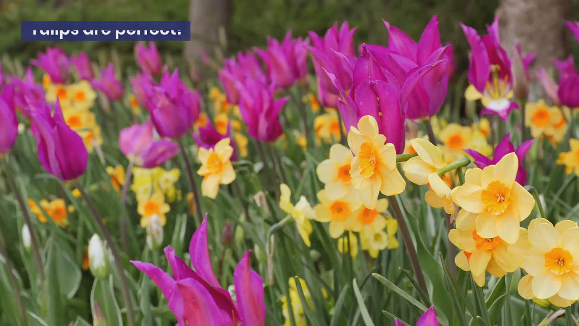 'Video thumbnail for How to Successfully Grow Tulips in Your Garden'