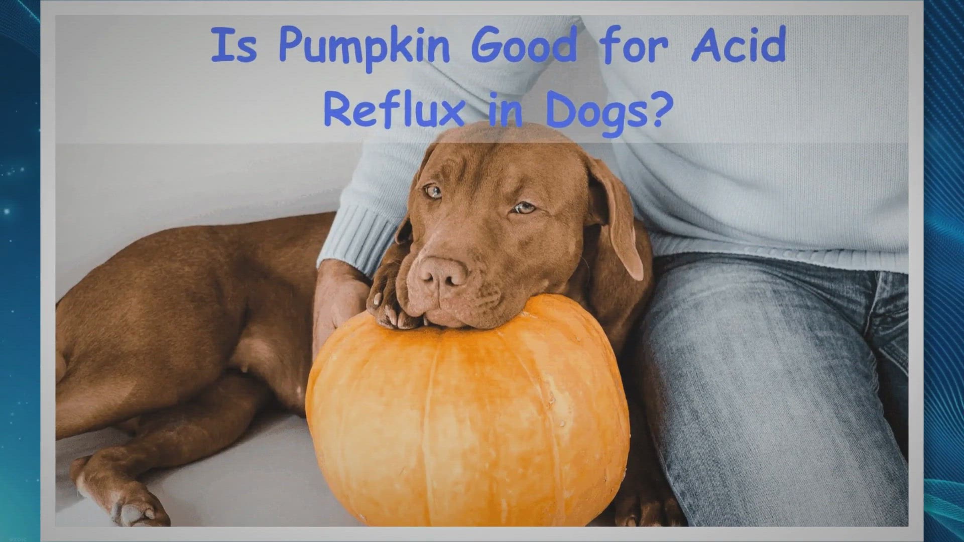Video thumbnail for Is Pumpkin Good for Acid Reflux in Dogs?