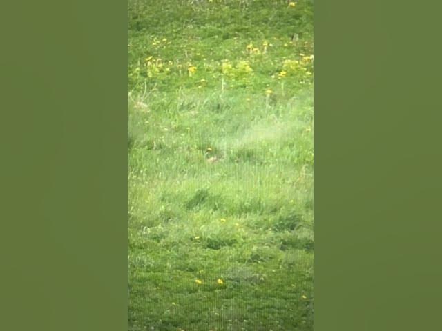 Video thumbnail for Woodchucking 300 win mag at it again 305 yards