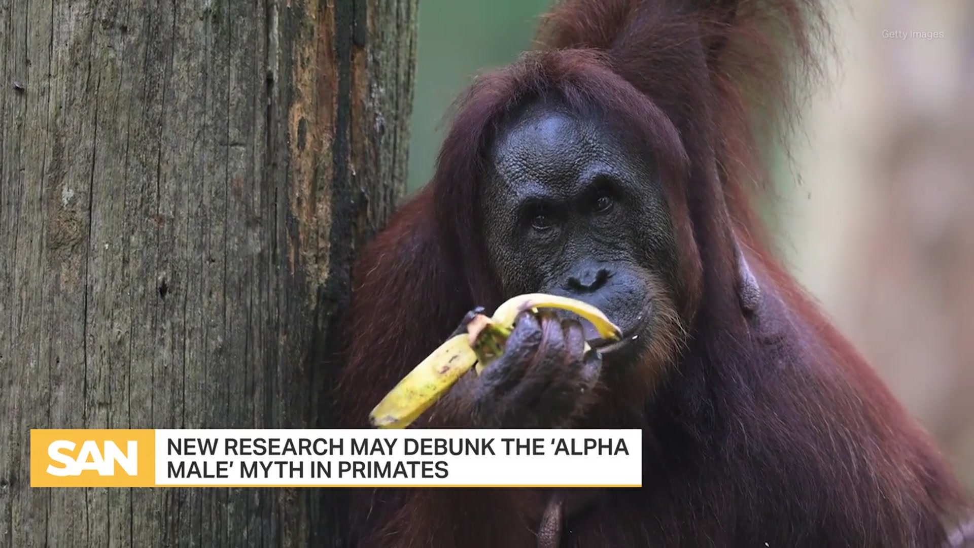 'Video thumbnail for Is the 'alpha male' a myth? New research in primates may debunk theory'