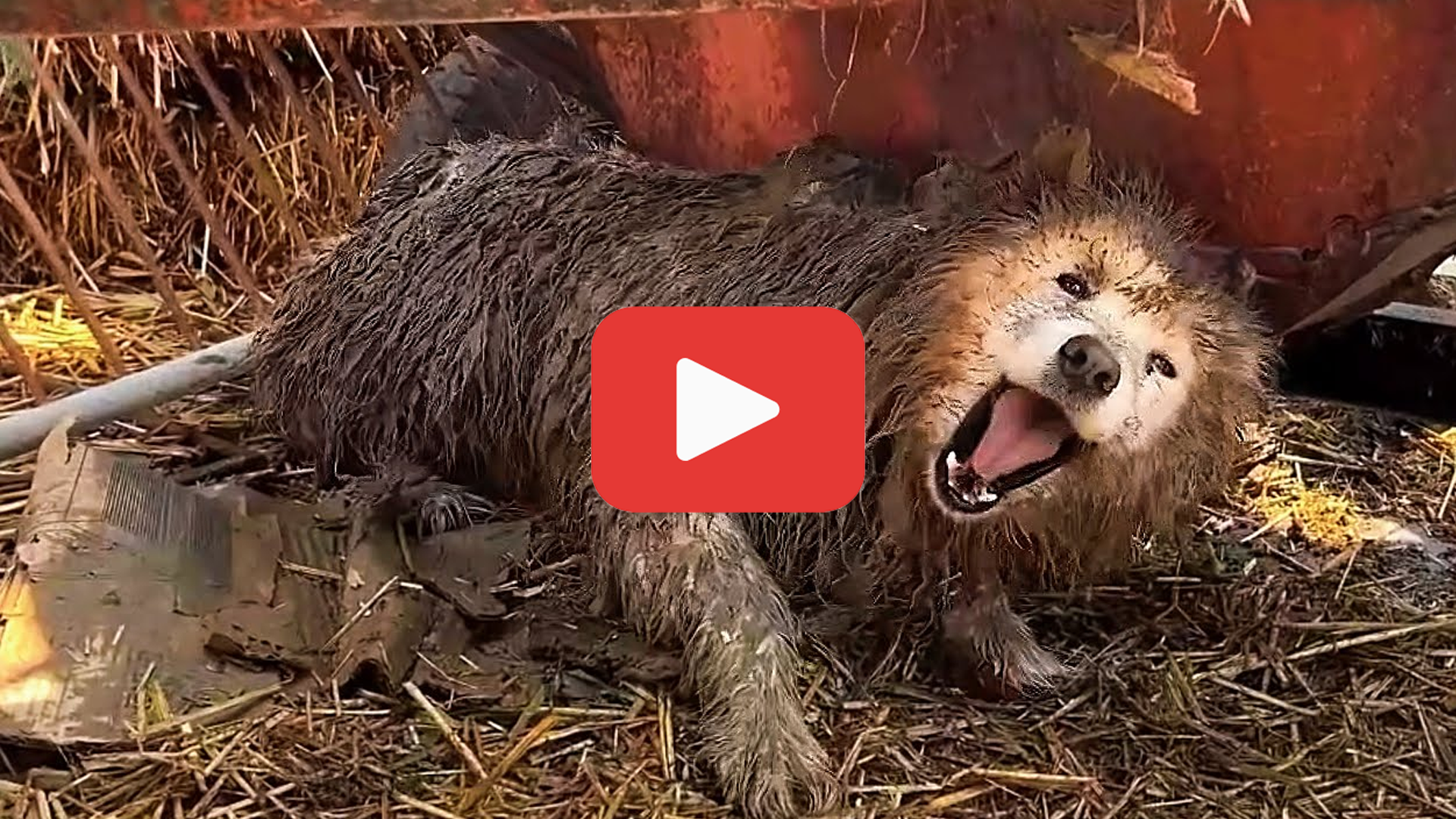 Video thumbnail for Once Abandoned, a Dog’s Trust Was Shattered—But Hope Changed Everything